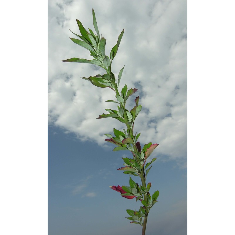 oxybasis rubra (l.) s. fuentes, uotila et borsch