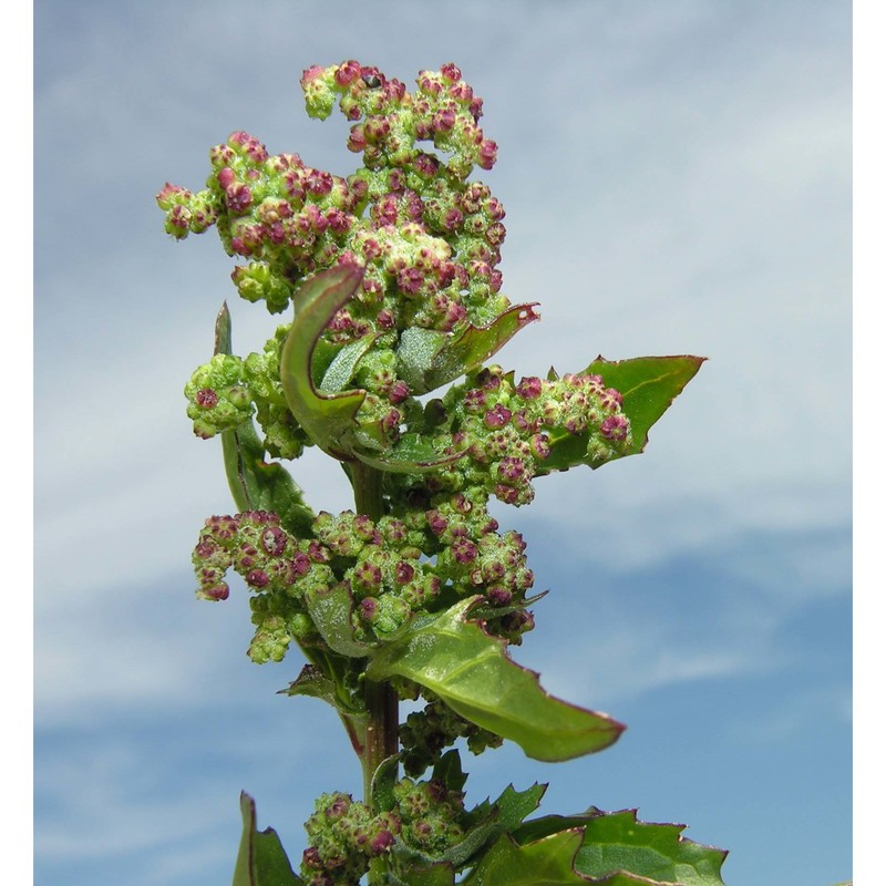 oxybasis rubra (l.) s. fuentes, uotila et borsch