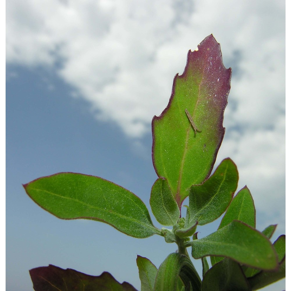 oxybasis rubra (l.) s. fuentes, uotila et borsch