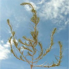 polycnemum majus a. braun ex bogenh.