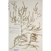 salicornia dolichostachya moss