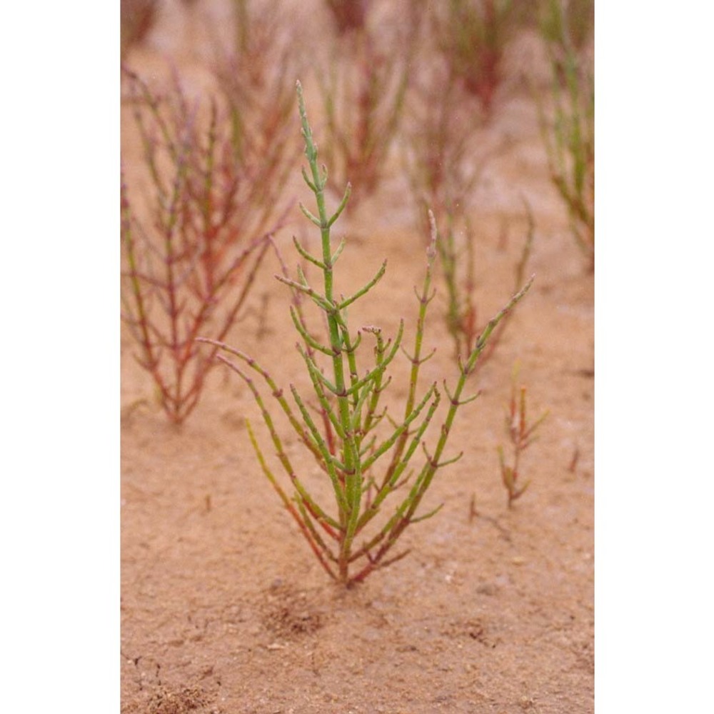 salicornia patula duval-jouve