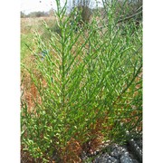 salicornia patula duval-jouve