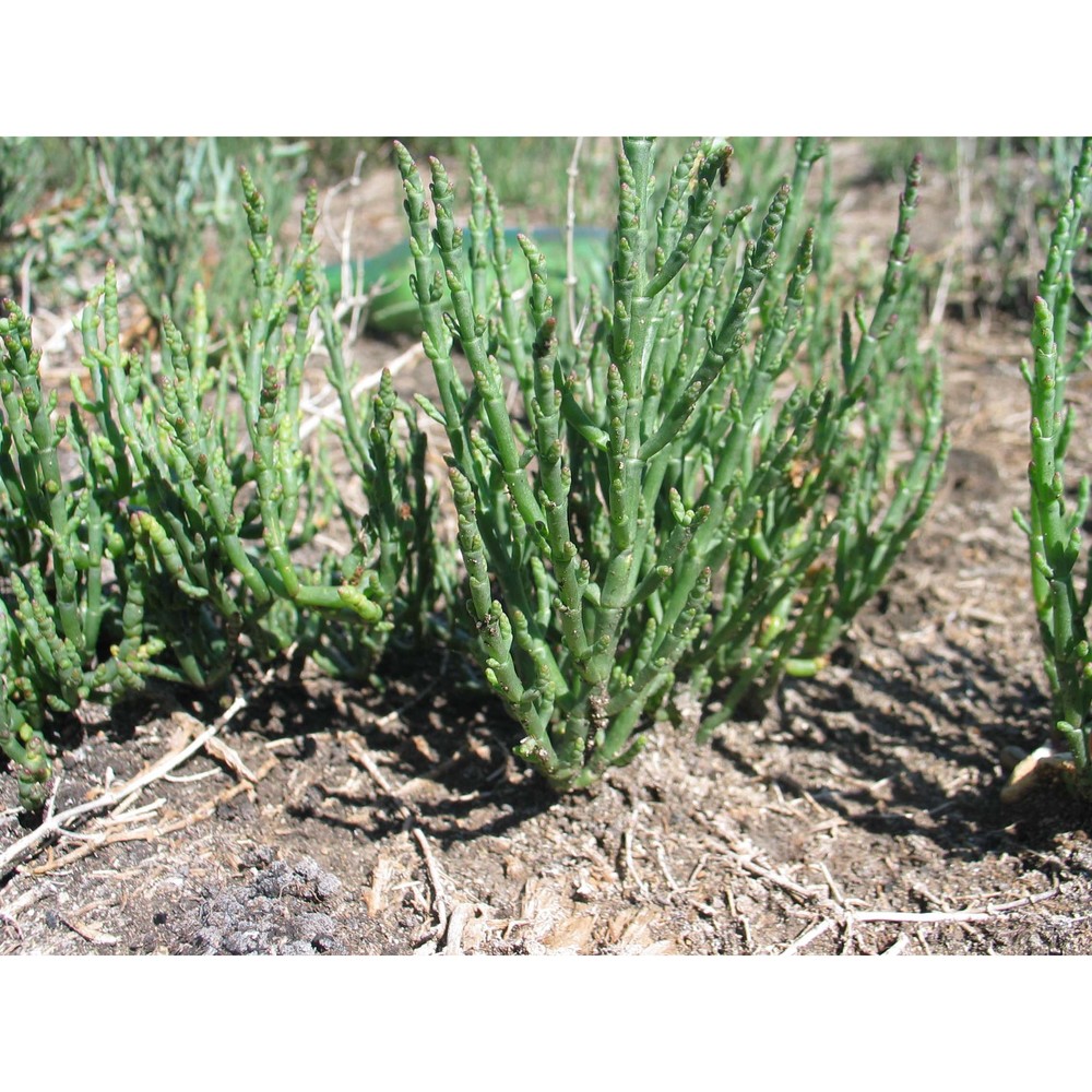 salicornia patula duval-jouve