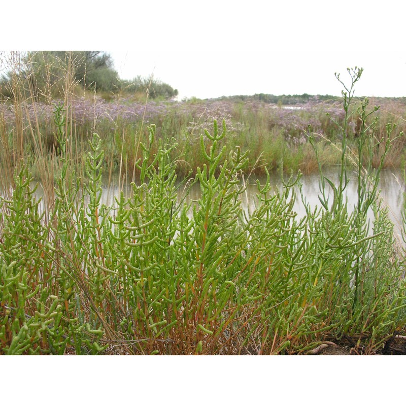 salicornia veneta pignatti et lausi