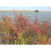 salicornia veneta pignatti et lausi