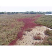 salicornia veneta pignatti et lausi