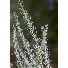 salsola melitensis botsch.