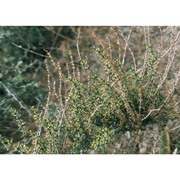 salsola oppositifolia pall.