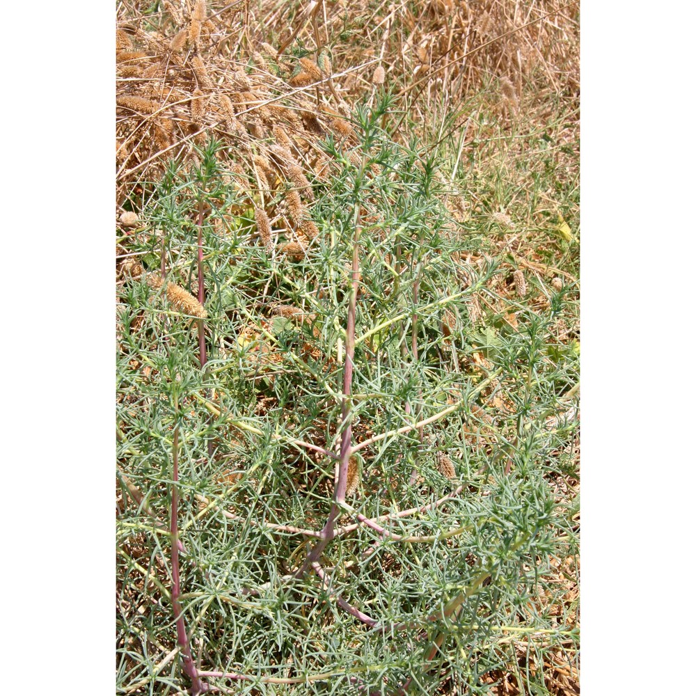 salsola soda l.