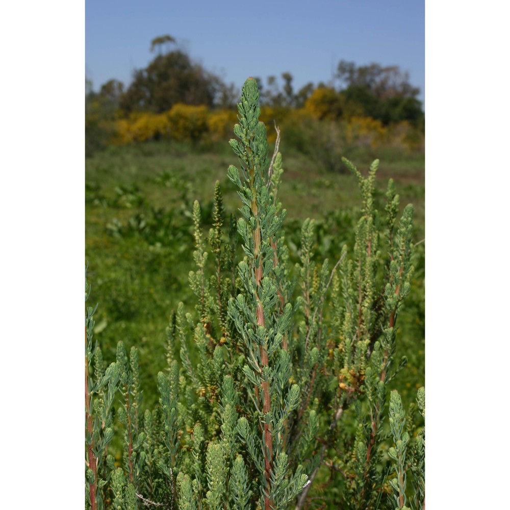 suaeda splendens (pourr.) gren. et godr.