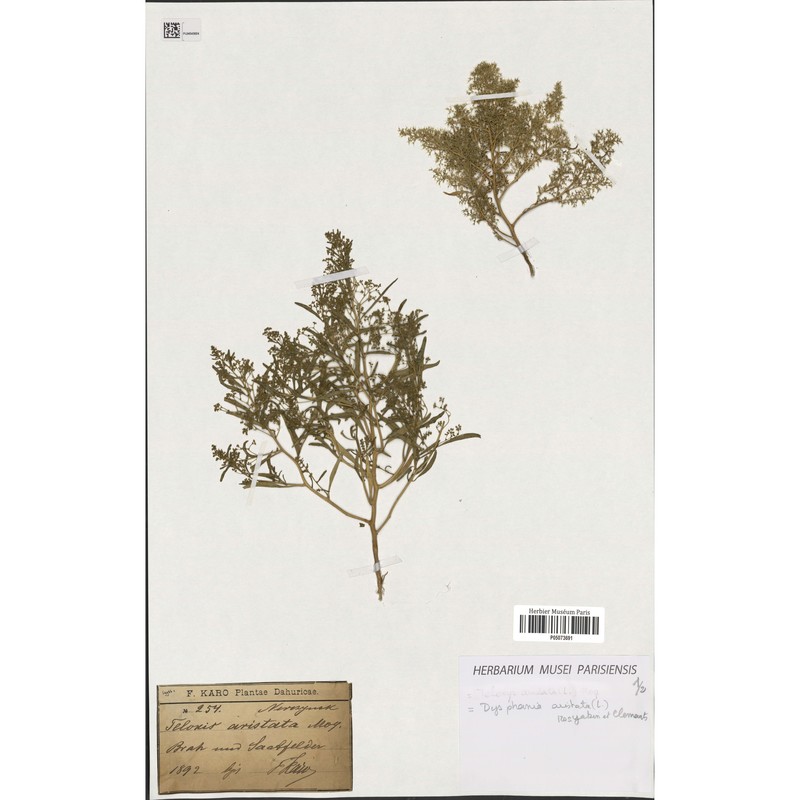 teloxys aristata (l.) moq.