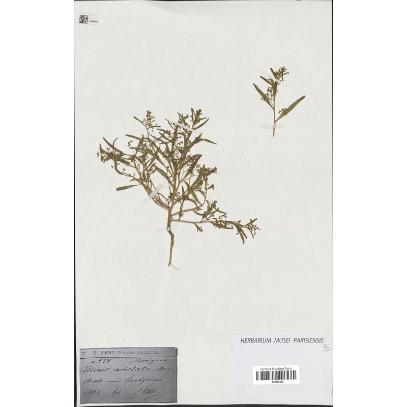 teloxys aristata (l.) moq.