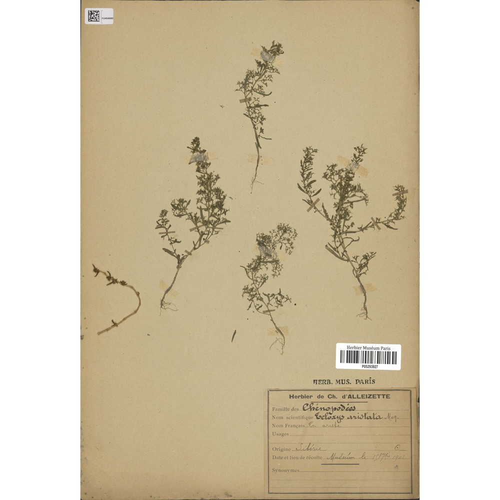 teloxys aristata (l.) moq.