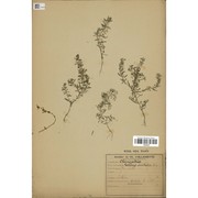 teloxys aristata (l.) moq.