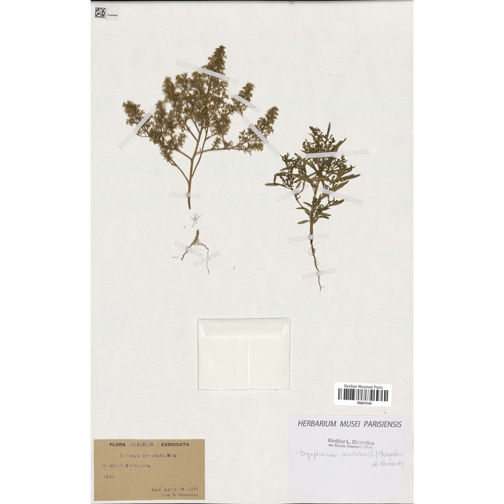 teloxys aristata (l.) moq.