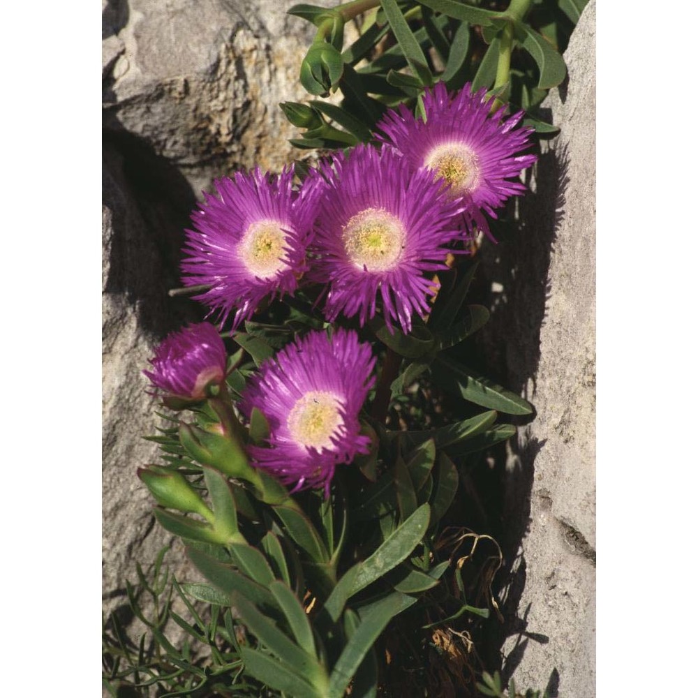 carpobrotus acinaciformis (l.) l. bolus