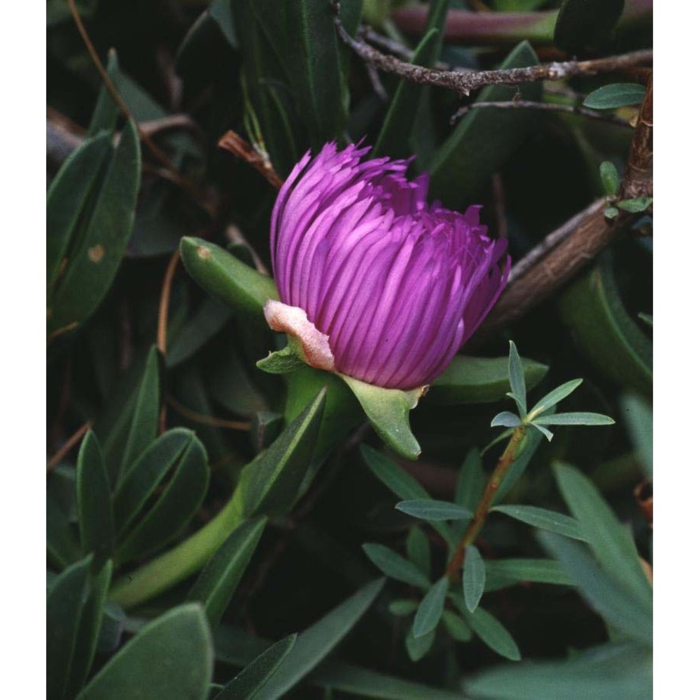 carpobrotus acinaciformis (l.) l. bolus