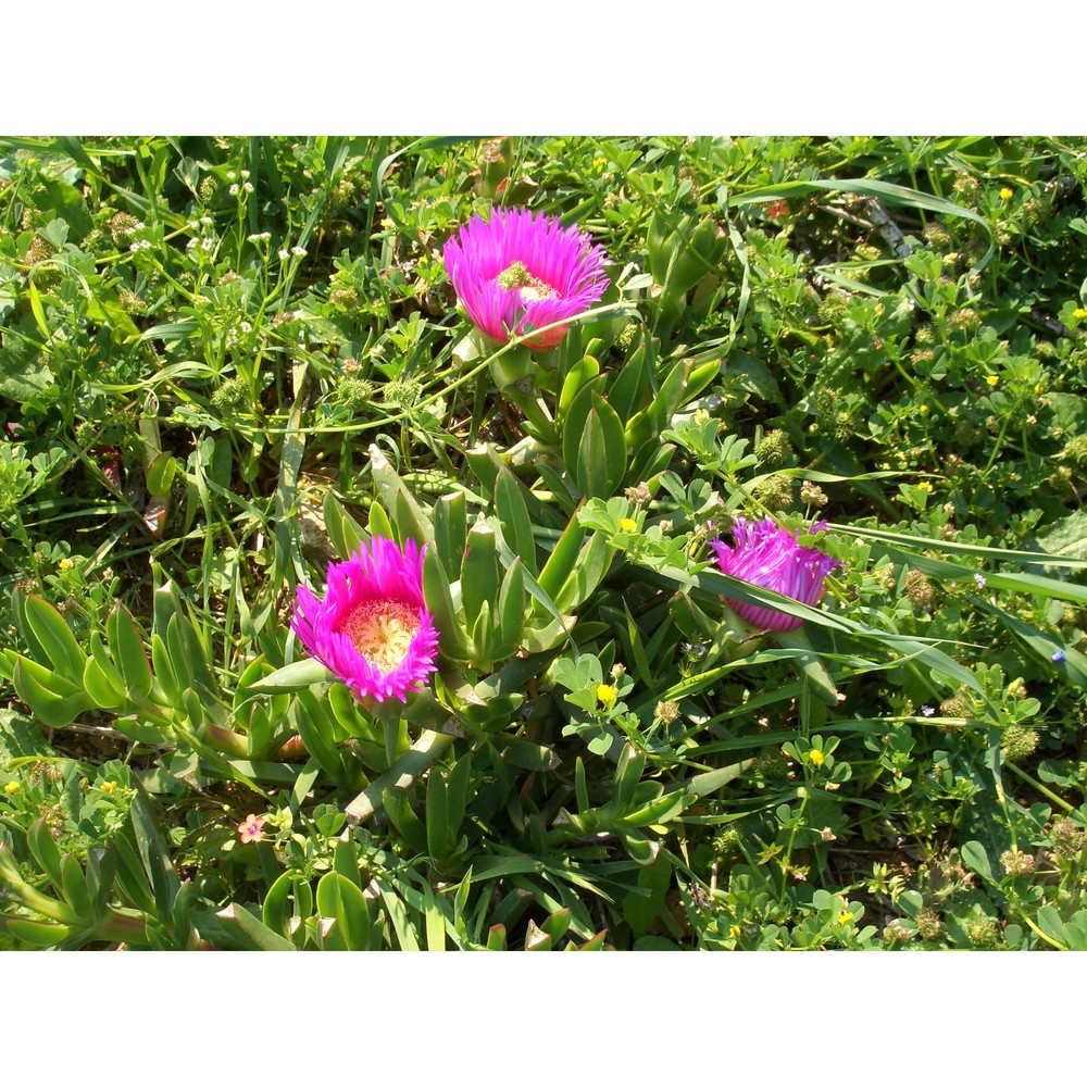 carpobrotus acinaciformis (l.) l. bolus