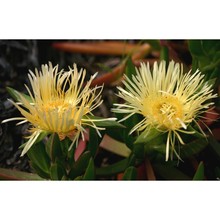 carpobrotus edulis (l.) n. e. br.