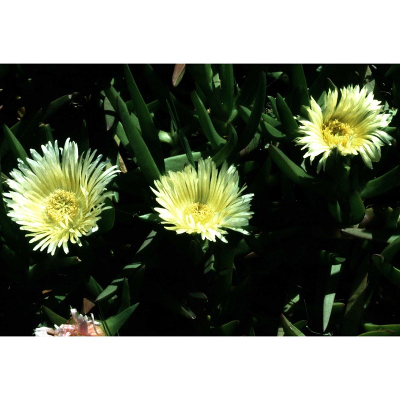 carpobrotus edulis (l.) n. e. br.