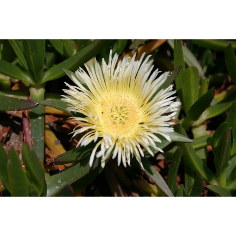 carpobrotus edulis (l.) n. e. br.