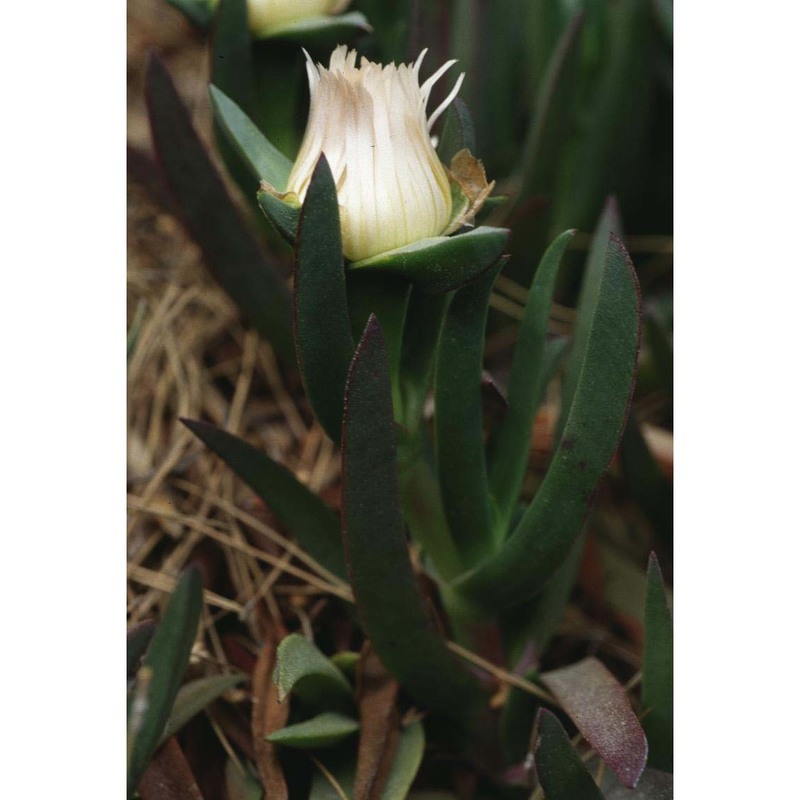 carpobrotus edulis (l.) n. e. br.