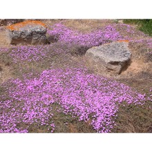 drosanthemum floribundum (haw.) schwantes