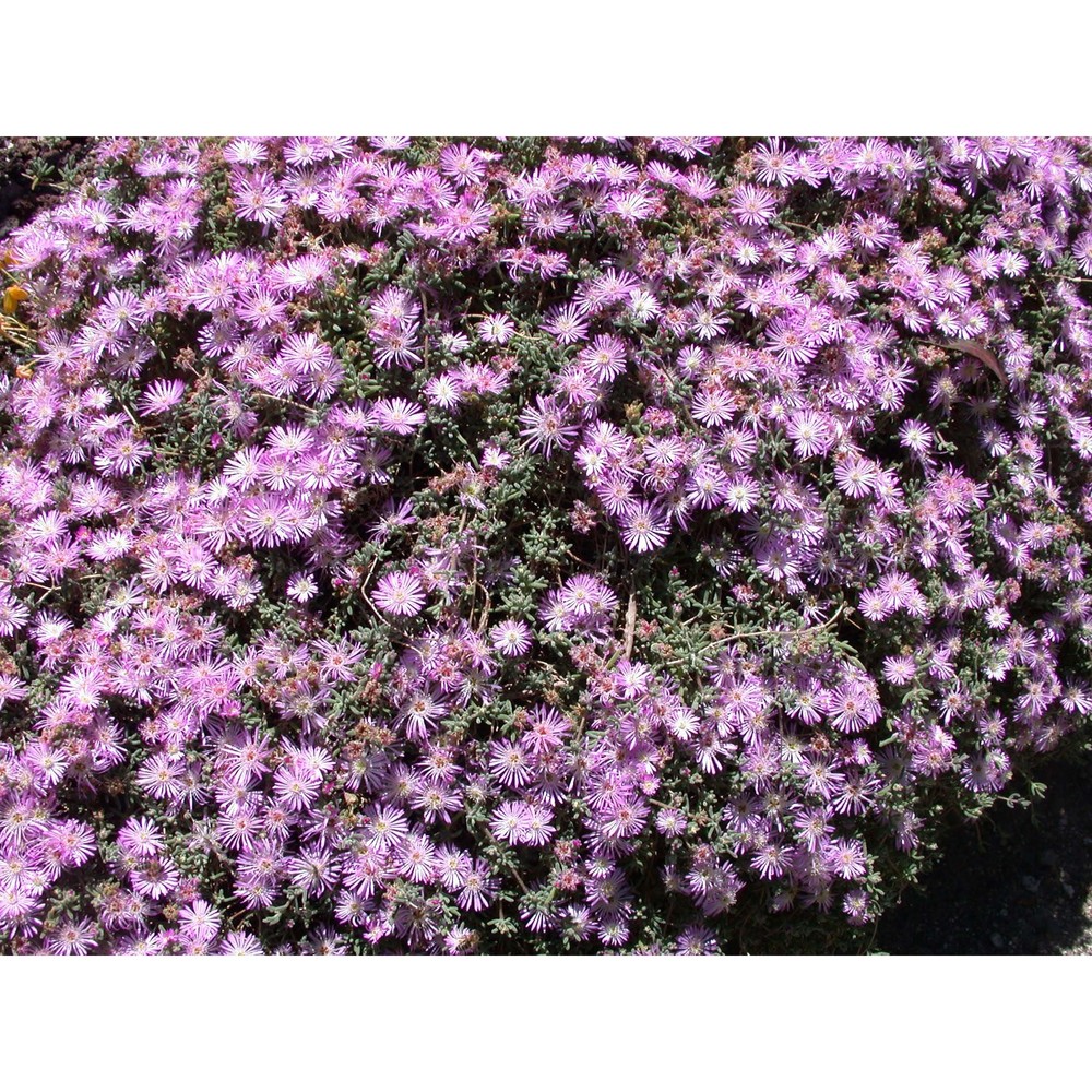 drosanthemum floribundum (haw.) schwantes