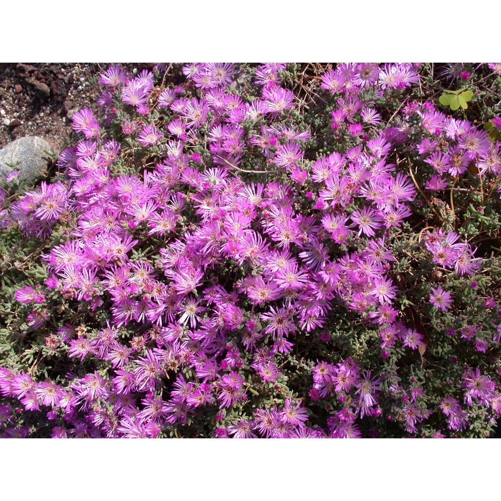 drosanthemum floribundum (haw.) schwantes