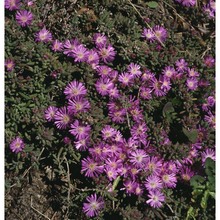 drosanthemum hispidum schwantes