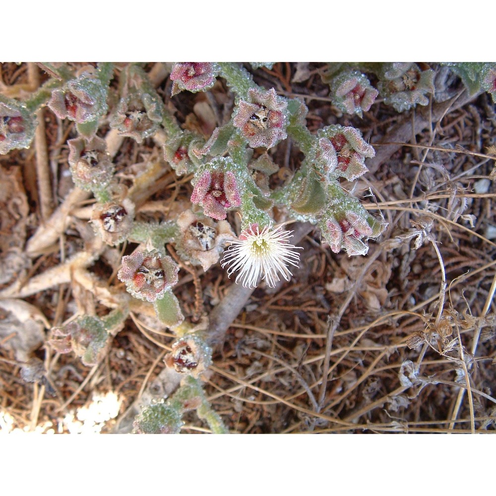 mesembryanthemum crystallinum l.