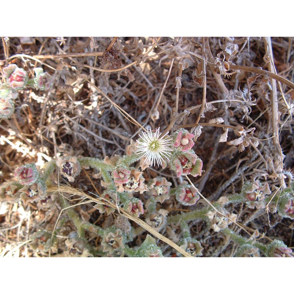 mesembryanthemum crystallinum l.