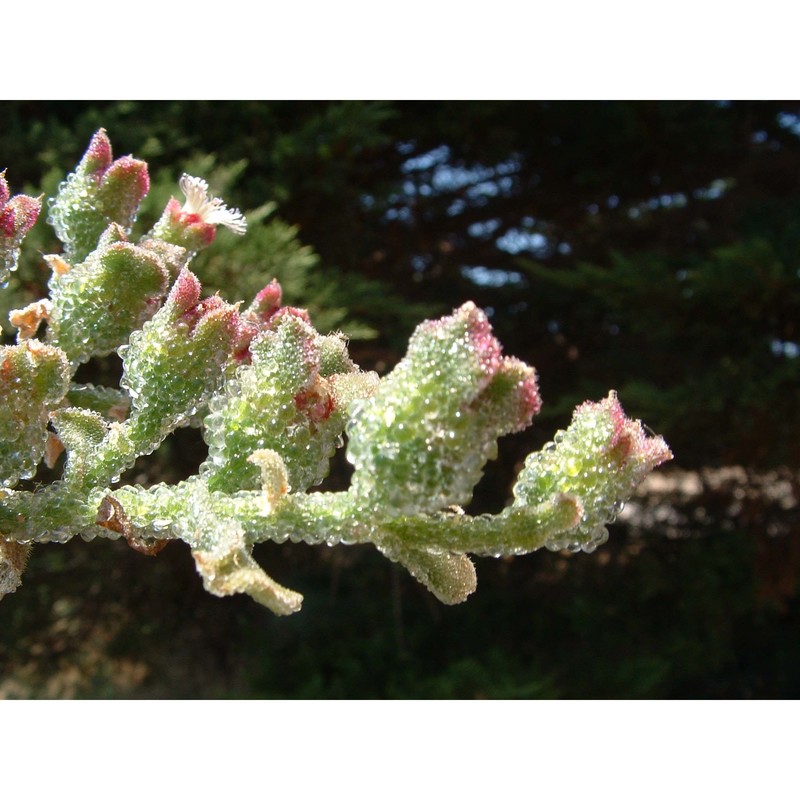 mesembryanthemum crystallinum l.