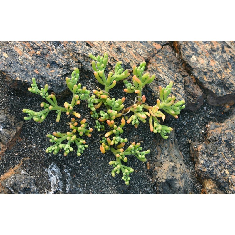 mesembryanthemum nodiflorum l.