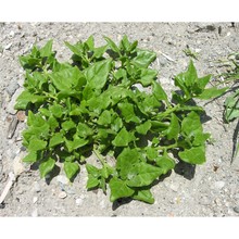 tetragonia tetragonoides (pall.) kuntze