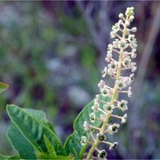 phytolacca americana l.