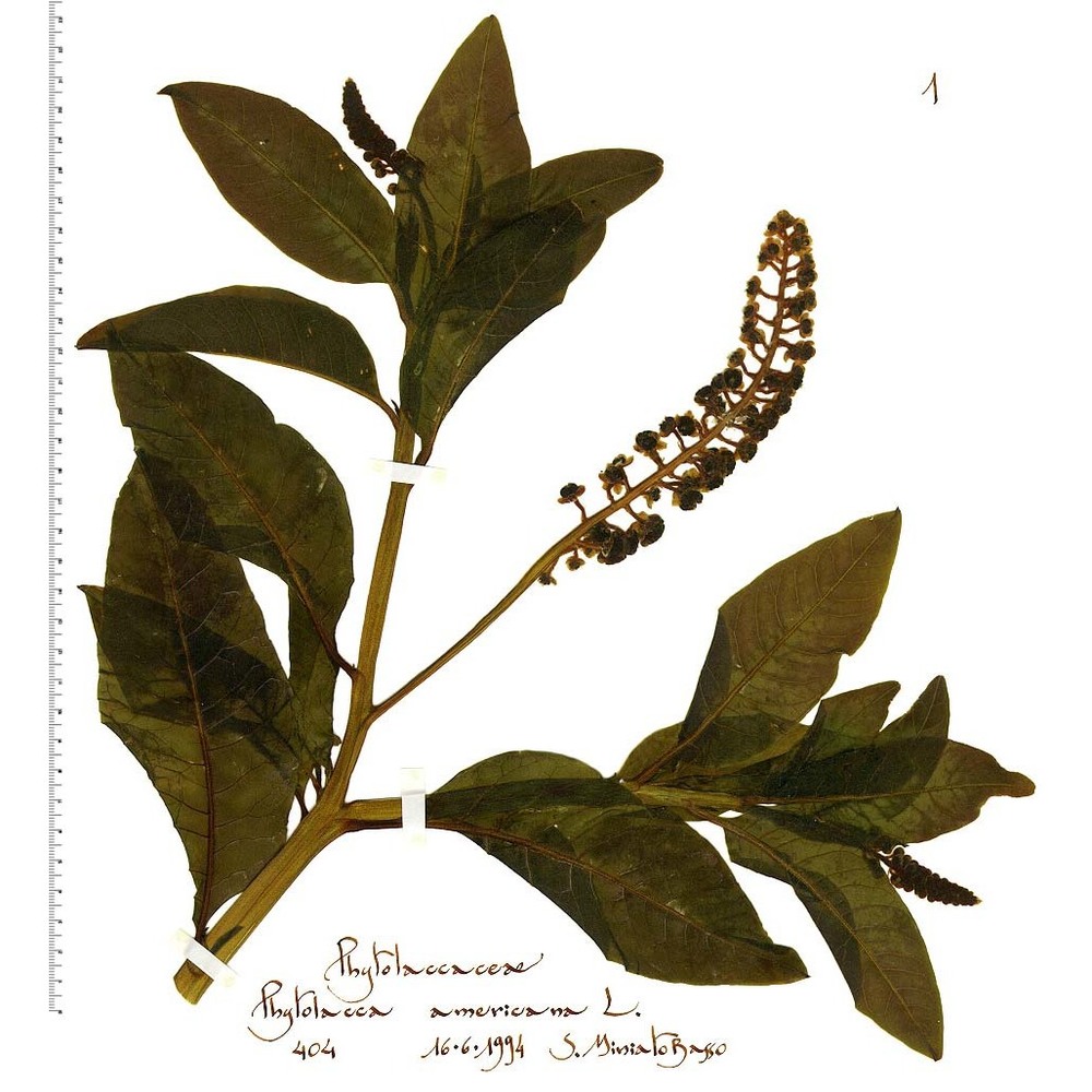 phytolacca americana l.