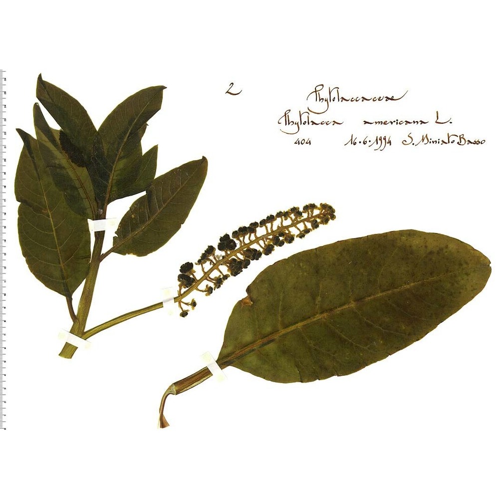 phytolacca americana l.