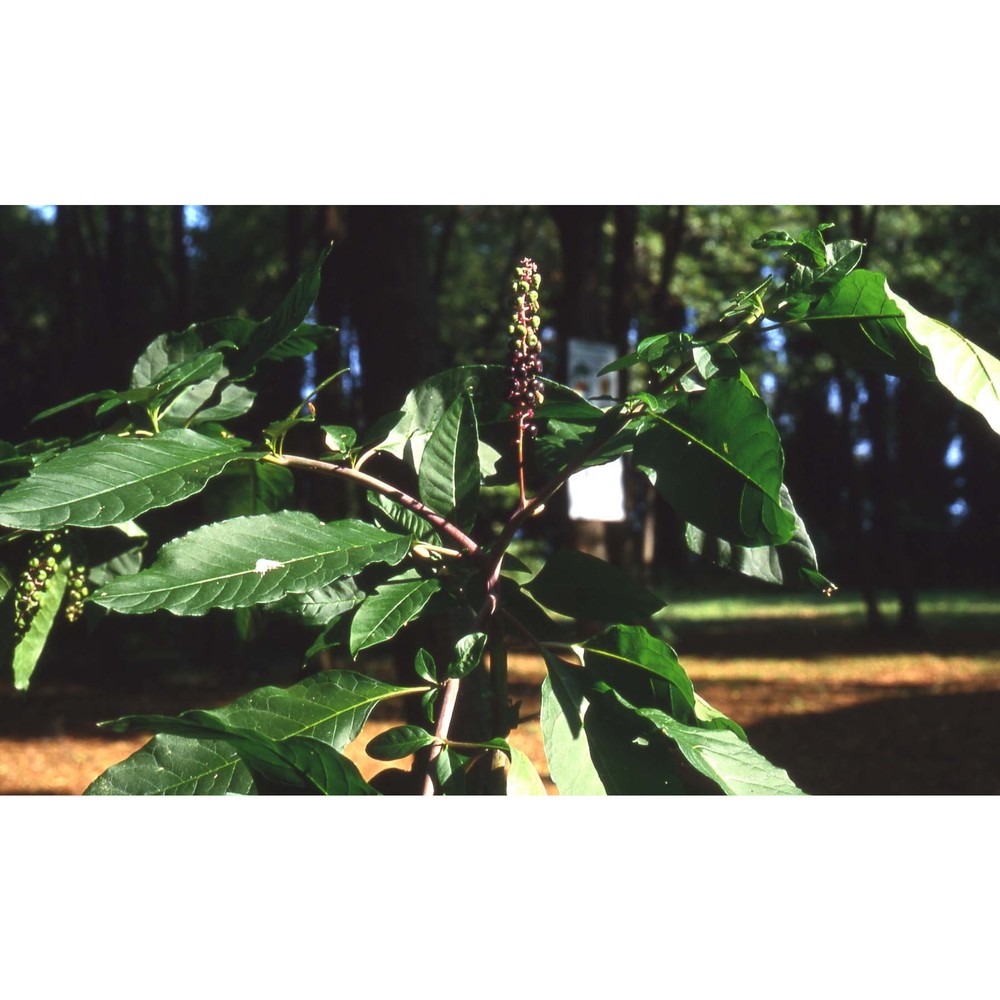 phytolacca americana l.