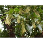 phytolacca dioica l.