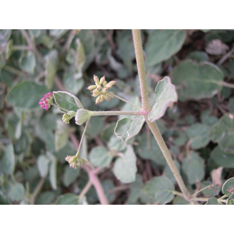 boerhavia repens l.