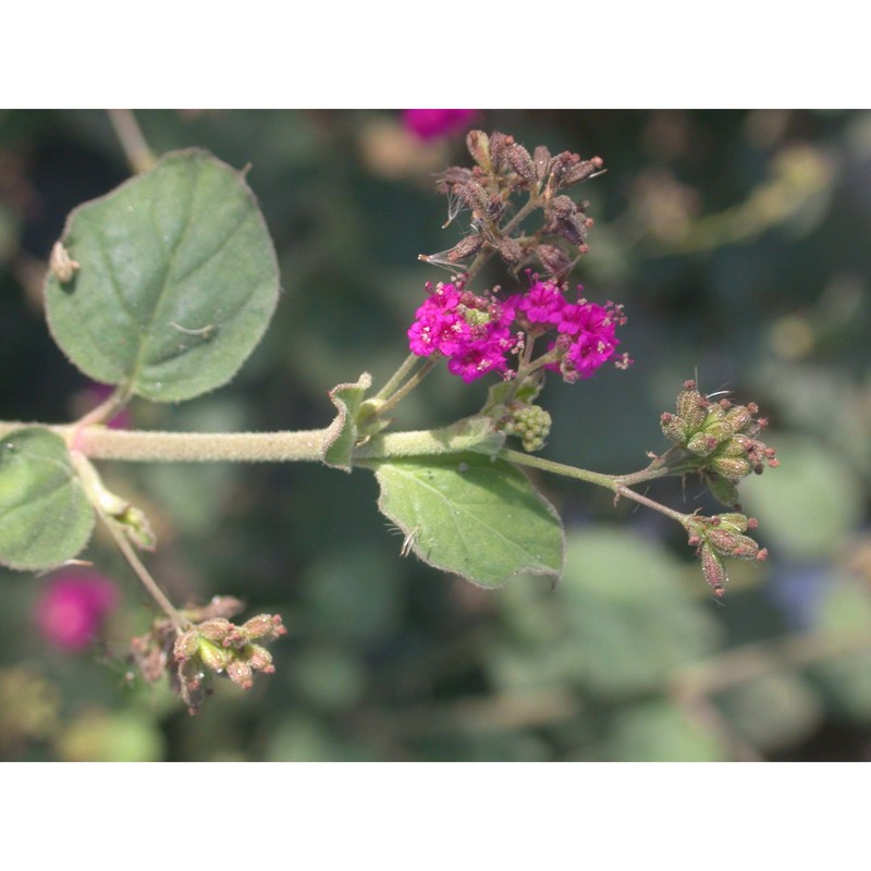 boerhavia repens l.