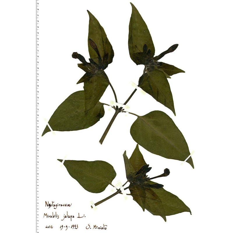 mirabilis jalapa l.