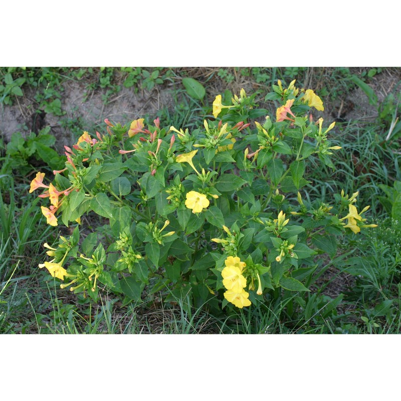 mirabilis jalapa l.