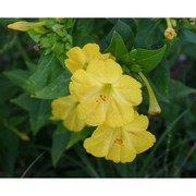 mirabilis jalapa l.