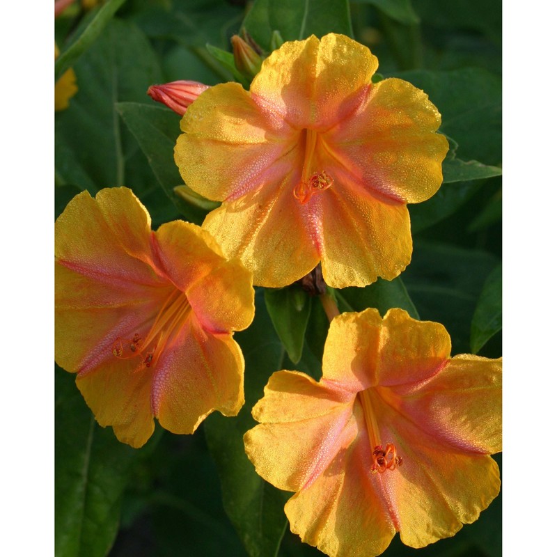 mirabilis jalapa l.