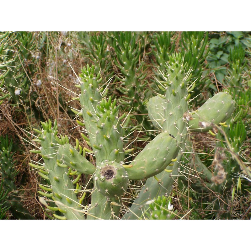 austrocylindropuntia subulata (muehlenpf.) backeb.