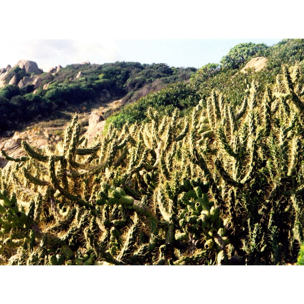 austrocylindropuntia subulata (muehlenpf.) backeb.