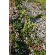 austrocylindropuntia subulata (muehlenpf.) backeb.